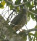 [Roadside Hawk]
