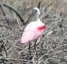 [Roseate Spoonbill]