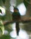 [Rufous-tailed Jacamar]