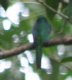 [Rufous-tailed Jacamar]