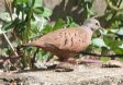 [Ruddy Graound Dove]