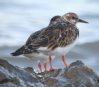 [Ruddy Turnstone]