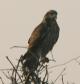 [Snail Kite]