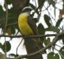 [Social Flycatcher]