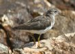 [Spotted Sandpiper]