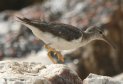 [Spotted Sandpiper]