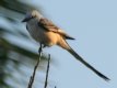 [Scissor-tailed Flycatcher]