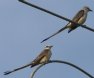 [Scissor-tailed Flycatcher]