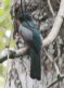[Slaty-tailed Trogon]