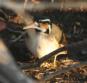 [Sungrebe]