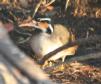 [Sungrebe]