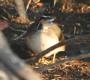 [Sungrebe]