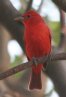 [Summer Tanager]