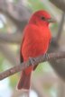 [Summer Tanager]