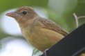 [Summer Tanager]