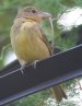[Summer Tanager]