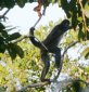 [Spider Monkey]