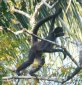 [Spider Monkey]