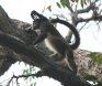[Spider Monkey]