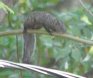 [Yucatan Squirrel]