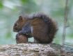 [Deppe's Squirrel]