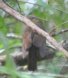 [Thrush-like Schiffornus]