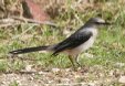 [Tropical Mockingbird]