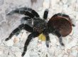 [Tarantula]