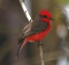 [Vermillion Flycatcher]