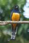 [Violaceous Trogon]