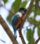 [Violaceous Trogon]