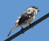 [White-collared Seedeater]