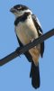 [White-collared Seedeater]