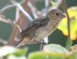 [White-collared Seedeater]