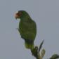 [White-fronted Parrot]