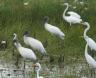 [Wood Stork]