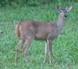 [White-tailed Deer]