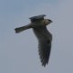 [White-tailed Kite]