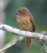 [White-whiskered Puffbird]