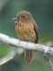 [White-whiskered Puffbird]