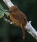 [White-whiskered Puffbird]