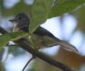 [Yellow-bellied Elaenia]