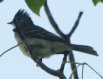 [Yellow-bellied Elaenia]