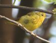 [Yellow Warbler]