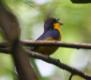 [Yellow-throated Euphonia]