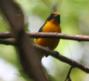 [Yellow-throated Euphonia]