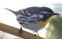 [Yellow-throated Warbler]