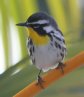 [Yellow-throated Warbler]
