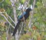 [Yucatan Jay]