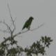 [Yucutan Parrot]
